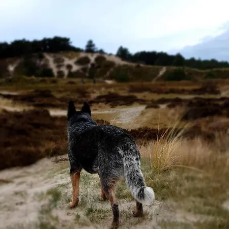 2 Huizen Naast Elkaar Honden Welkom Omheinde Tuin Sauna Buitenbad 10 Personen Villa